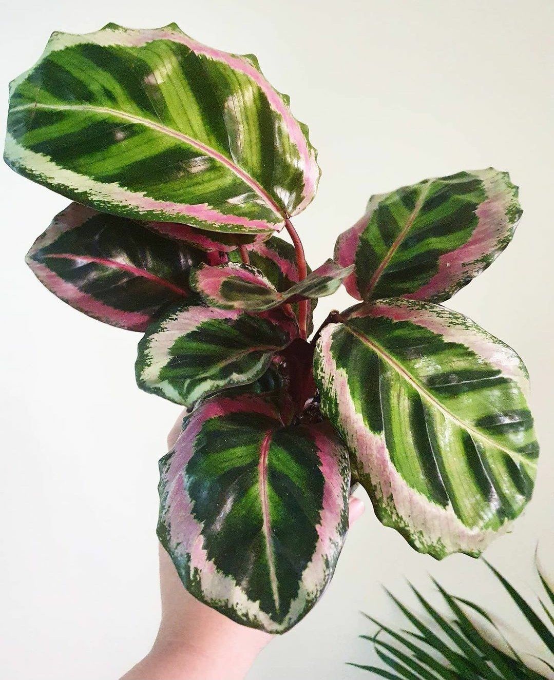 Calathea Roseopicta Silvia Plant Studio LLC