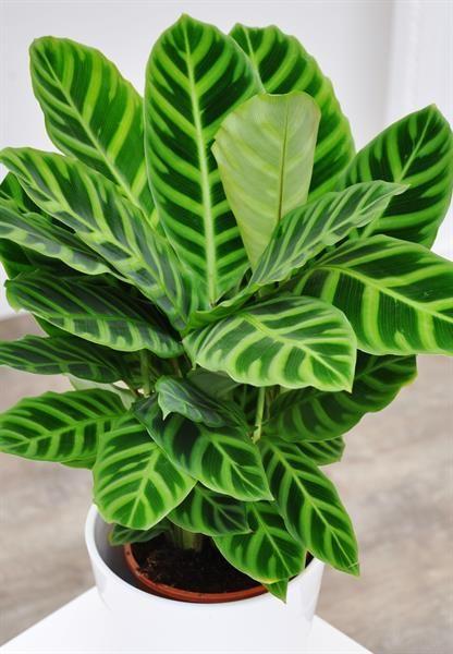 Calathea Zebrina Plant Studio LLC