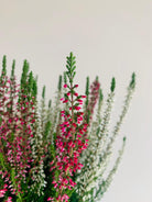 Calluna Vularis 'Garden Girls' Plant Studio LLC