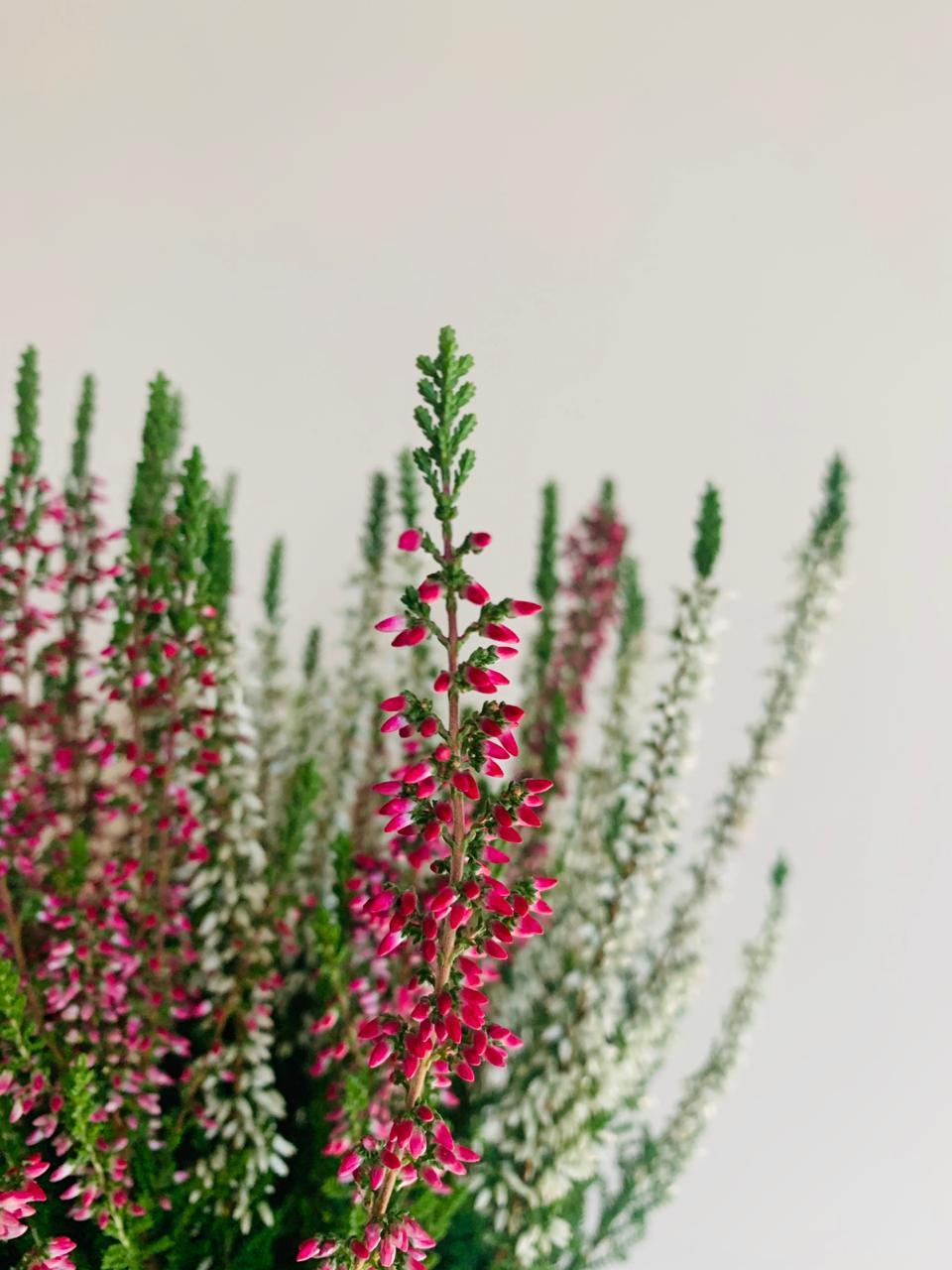 Calluna Vularis 'Garden Girls' Plant Studio LLC