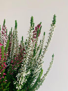 Calluna Vularis 'Garden Girls' Plant Studio LLC