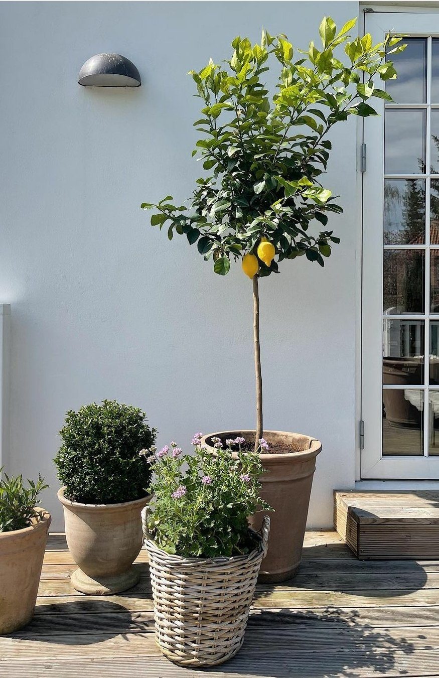 Citrus Lemon Tree Plant Studio LLC