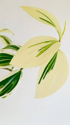 Costus Arabicus 'Variegated Spiral Ginger' Plant Studio LLC