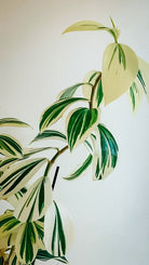 Costus Arabicus 'Variegated Spiral Ginger' Plant Studio LLC