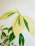 Costus Arabicus 'Variegated Spiral Ginger' Plant Studio LLC
