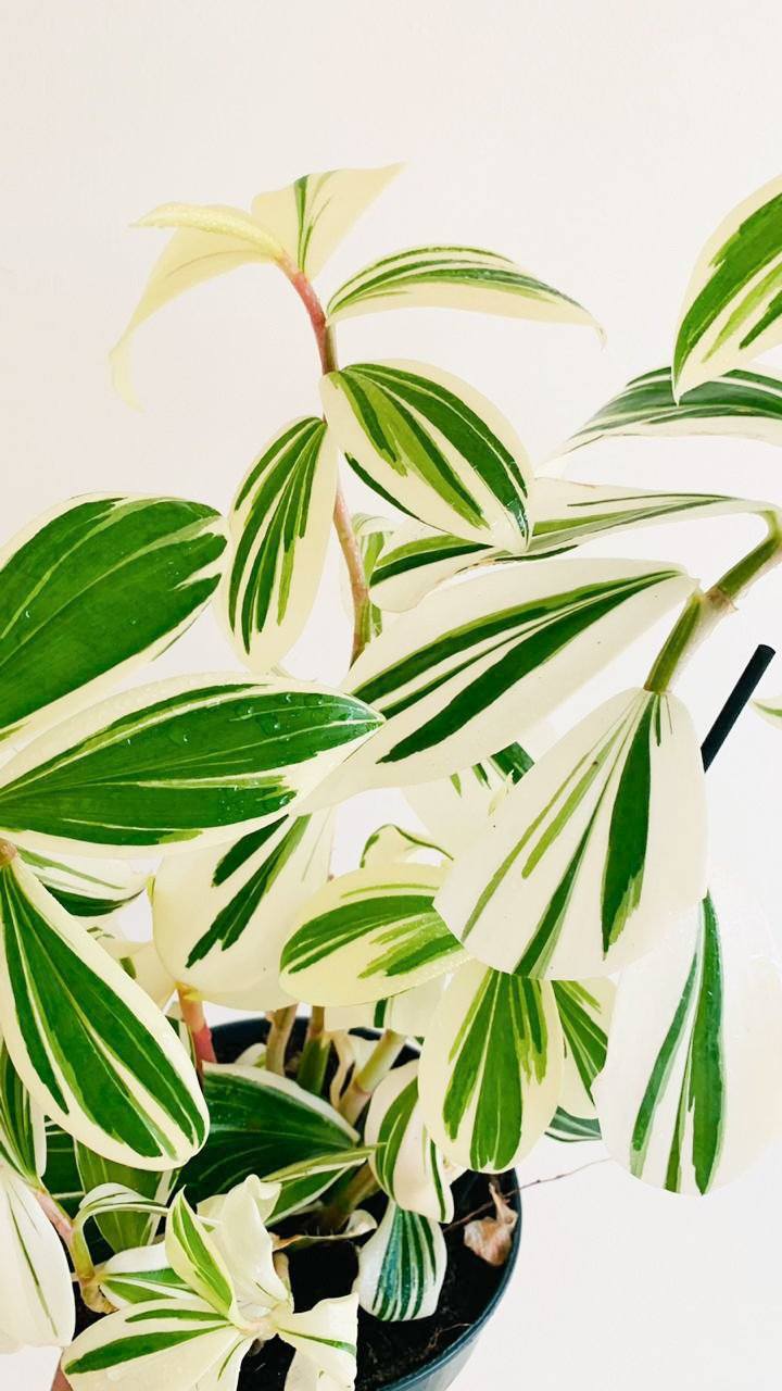 Costus Arabicus 'Variegated Spiral Ginger' Plant Studio LLC