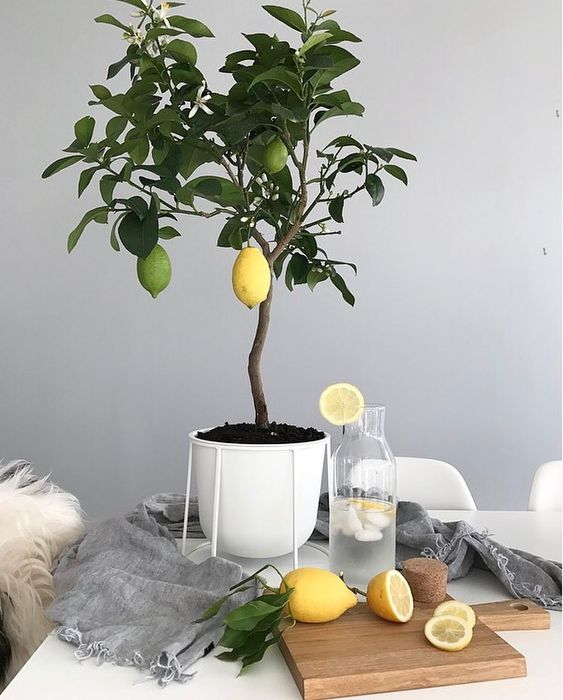 Citrus Lemon Meyer Tree - Dwarf - Plant Studio LLC