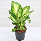 Dieffenbachia Maculata Plant Studio LLC