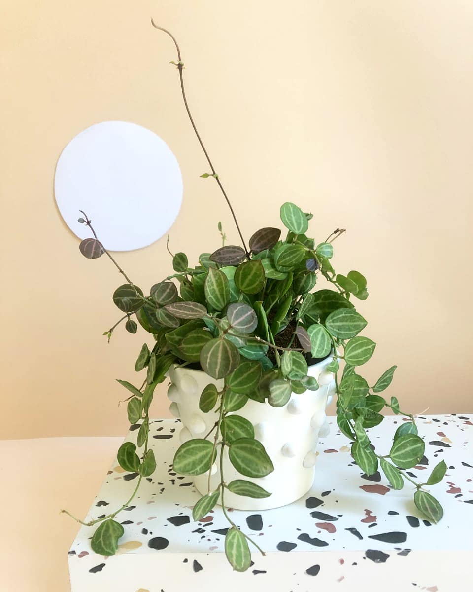 Dischidia Ovata 'Melon Dischidia' Plant Studio LLC