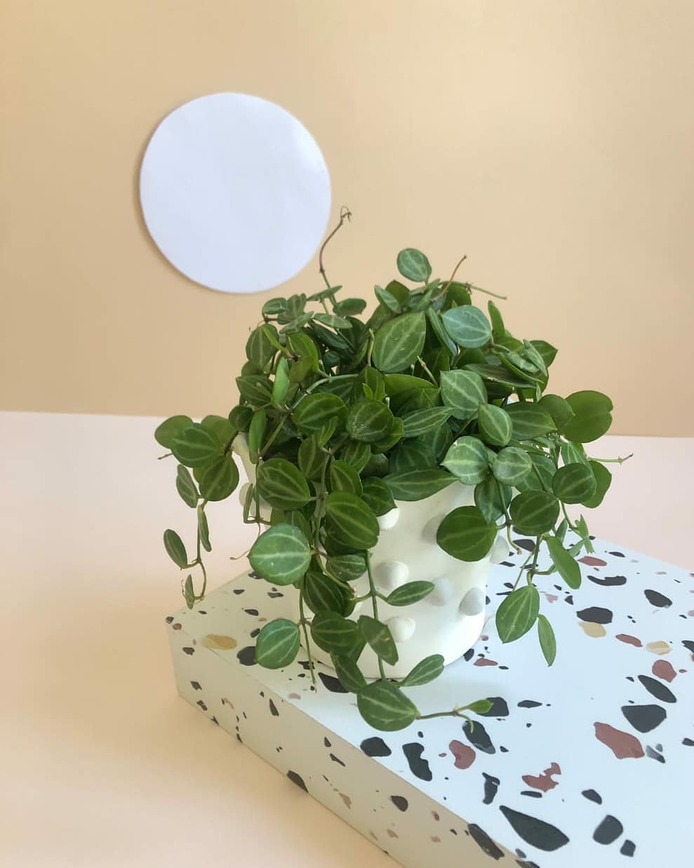 Dischidia Ovata 'Melon Dischidia' Plant Studio LLC