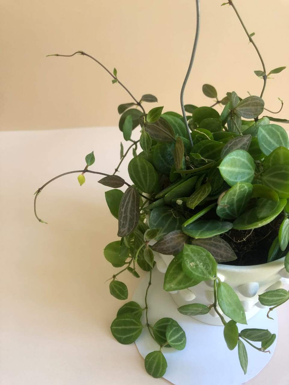 Dischidia Ovata 'Melon Dischidia' Plant Studio LLC