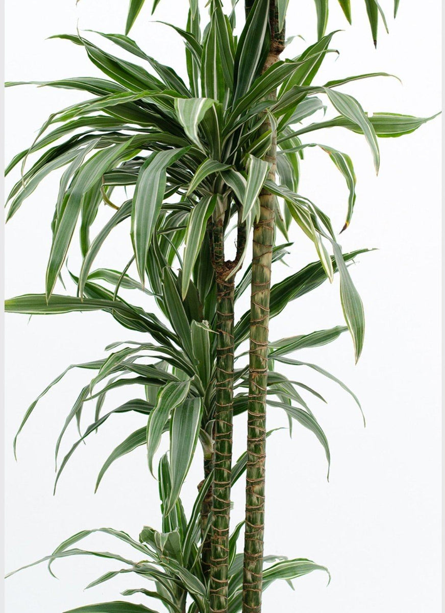 dracaena warneckii wikipedia Dracaena Warneckii – Plant Studio LLC