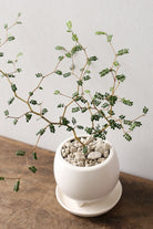 Sophora Prostrata