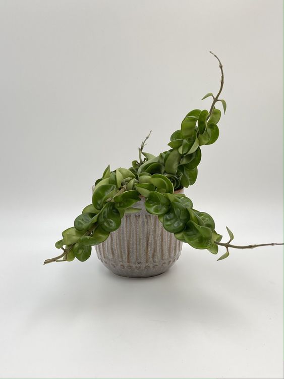 Hoya Carnosa Compacta 'Hindu Rope' - Plant Studio LLC