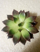 Echeveria Black Prince Plant Studio LLC