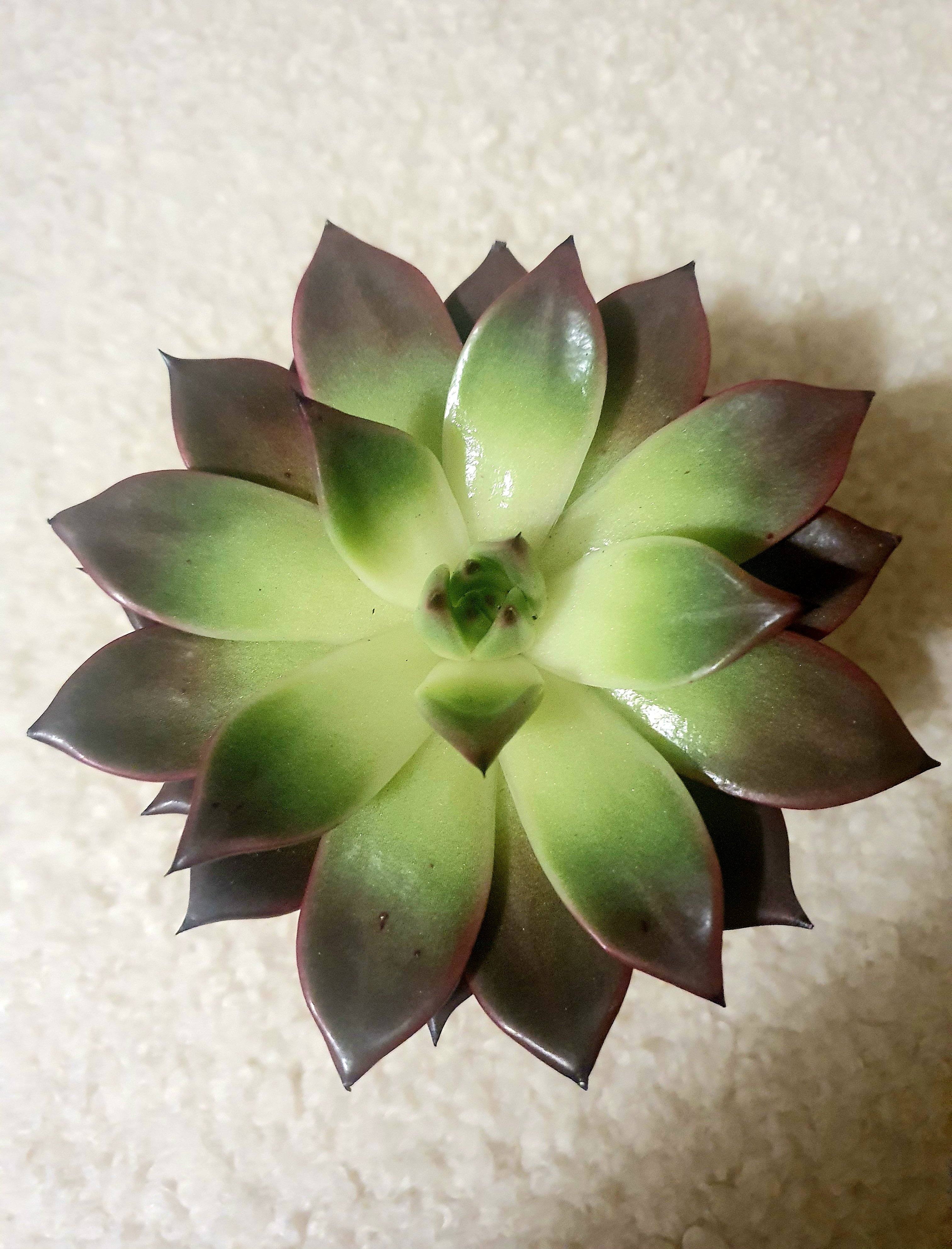 Echeveria Black Prince Plant Studio LLC