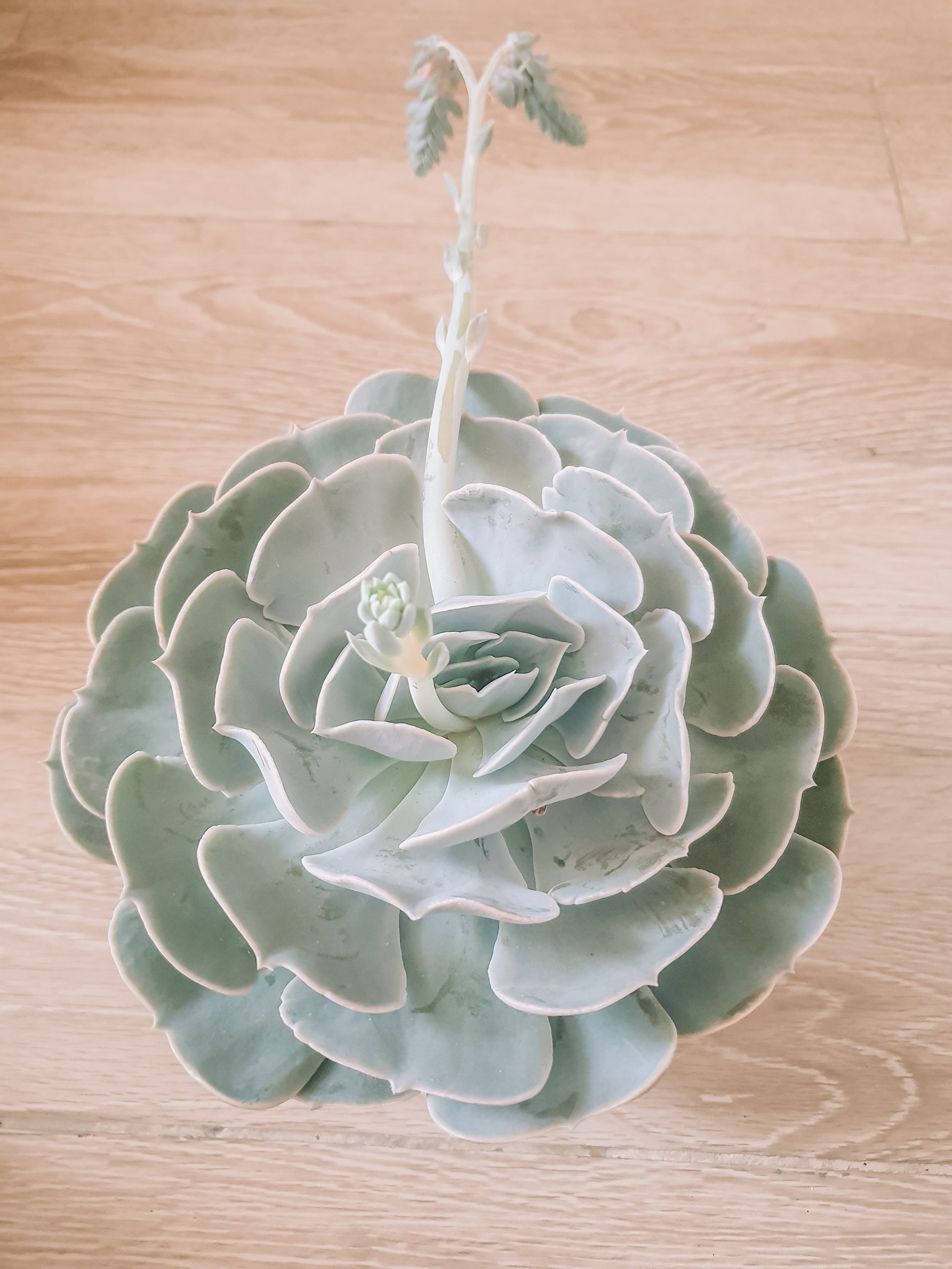 Echeveria Plant Studio LLC