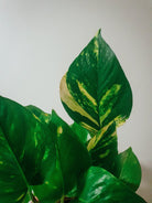 Epipremnum Aureum 'Golden Pothos' Plant Studio LLC