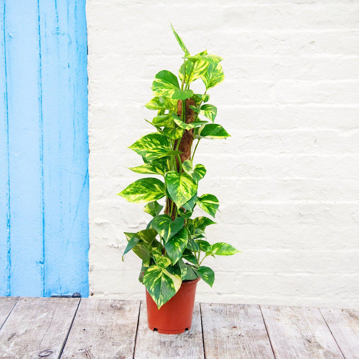 epipremnum aureum moss pole Epipremnum Pinnatum 'Golden Pothos' in Moss Pole (Money Plant) – Plant  Studio LLC