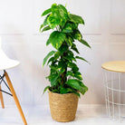 Epipremnum Pinnatum 'Golden Pothos' in Moss Pole (Money Plant) Plant Studio LLC