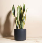 Sansevieria Trifasciata Laurentii - Snake Plant - Plant Studio LLC