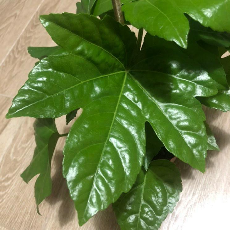 Fatsia Japonica Plant Studio LLC