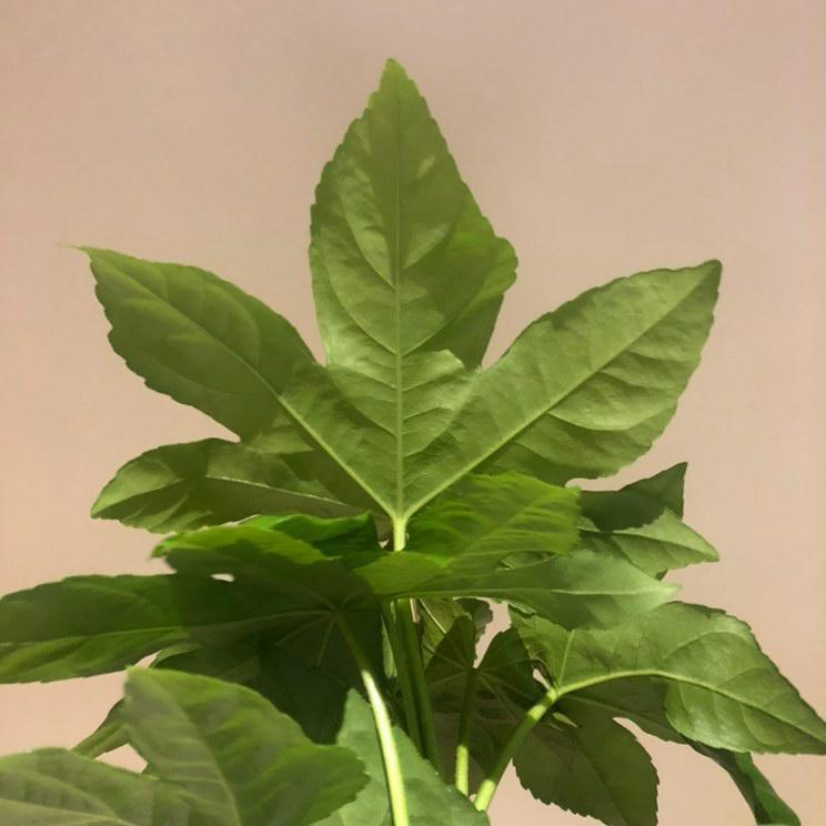 Fatsia Japonica Plant Studio LLC