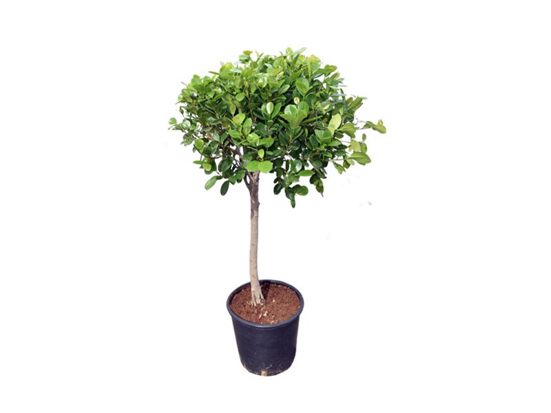 Ficus Panda Single Head - Plant Studio LLC