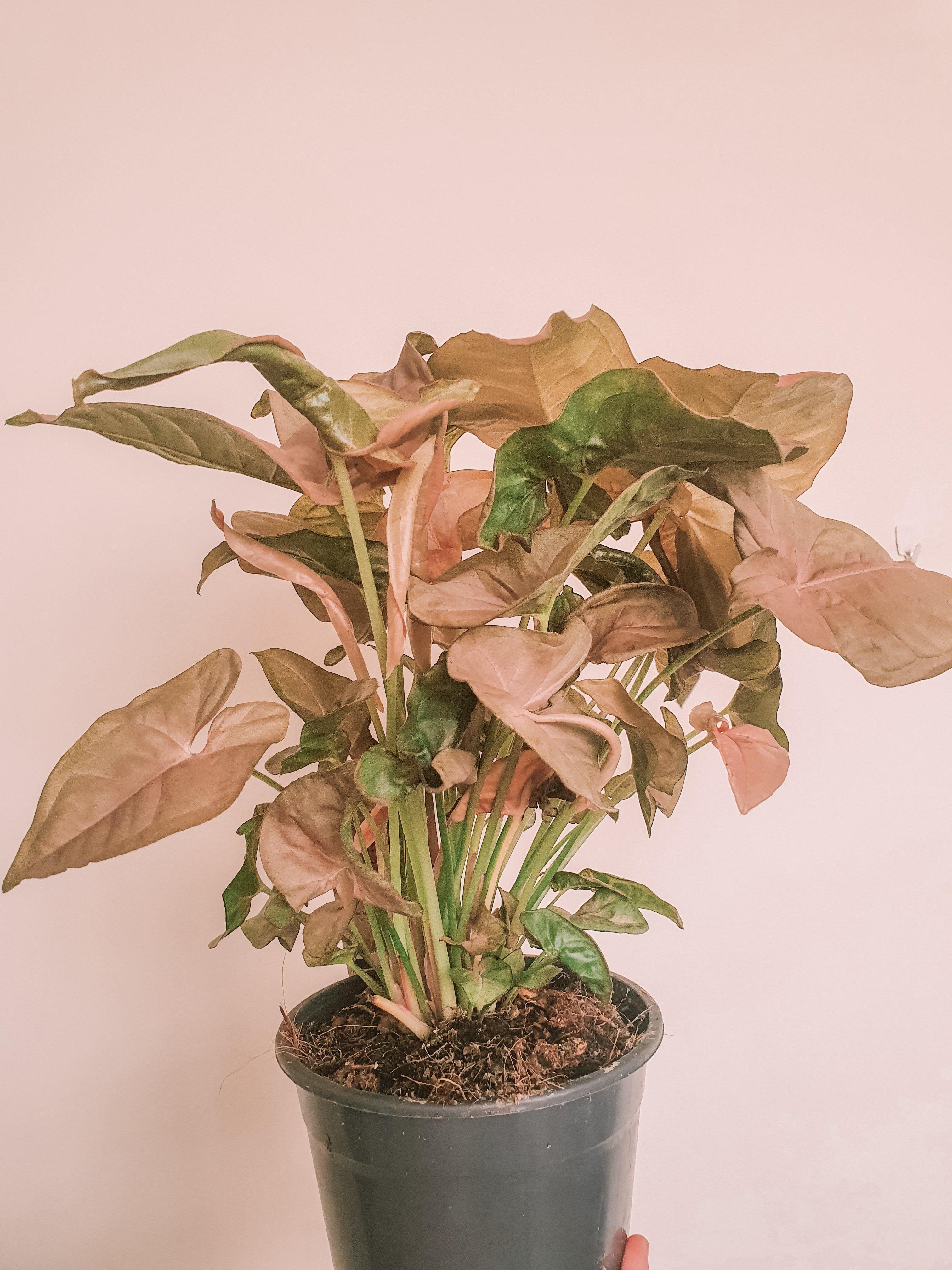 Glossy Pink Syngonium Plant Studio LLC