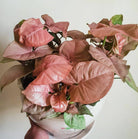 Glossy Pink Syngonium Plant Studio LLC