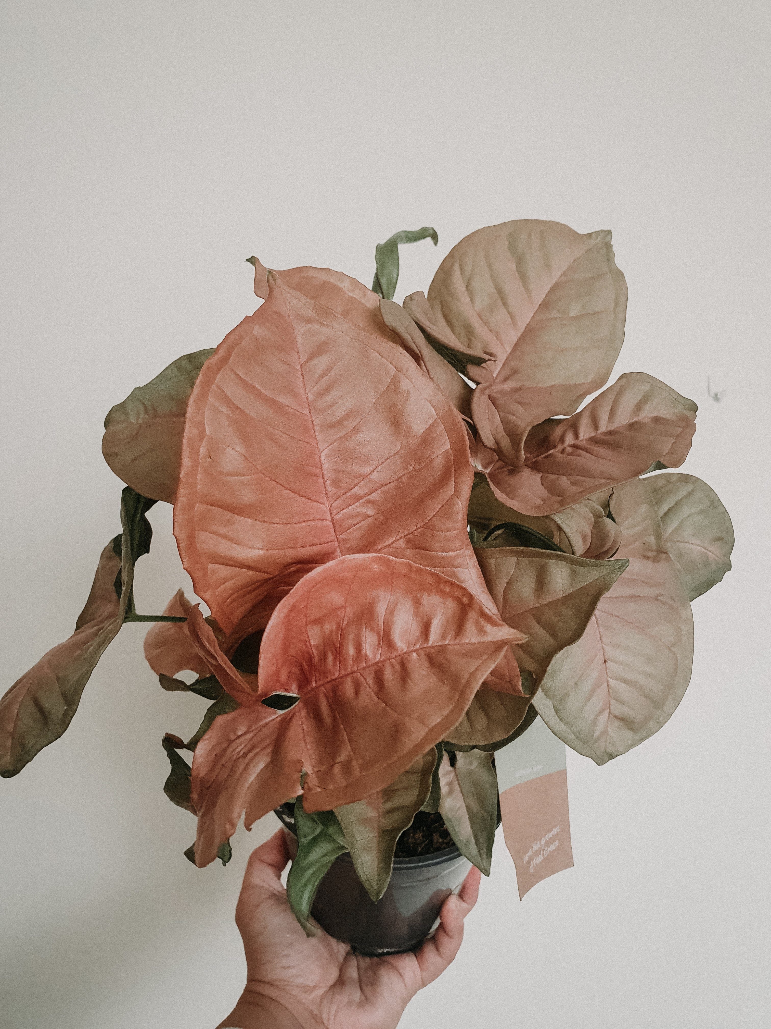 Glossy Pink Syngonium Plant Studio LLC