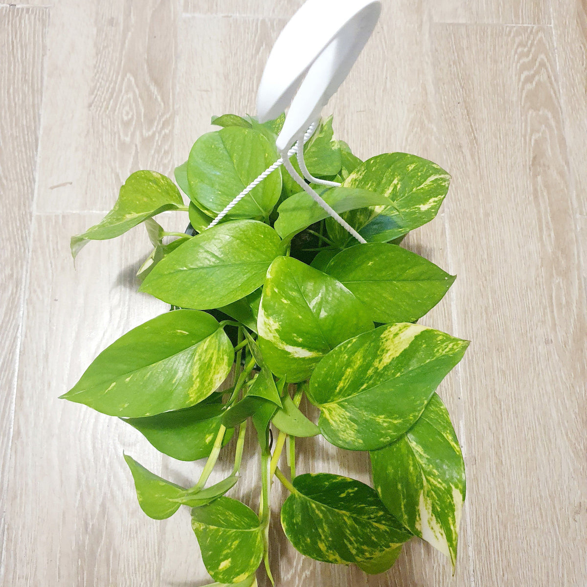 money plant pothos Golden Pothos 'Money Plant' – Plant Studio LLC
