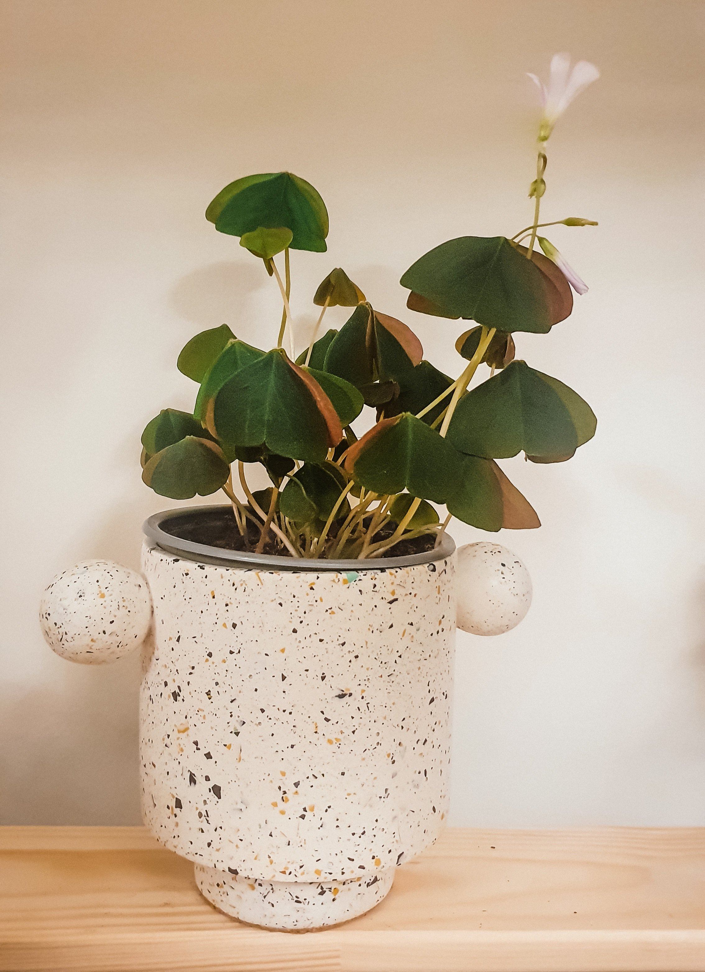 Green Oxalis Plant Studio LLC