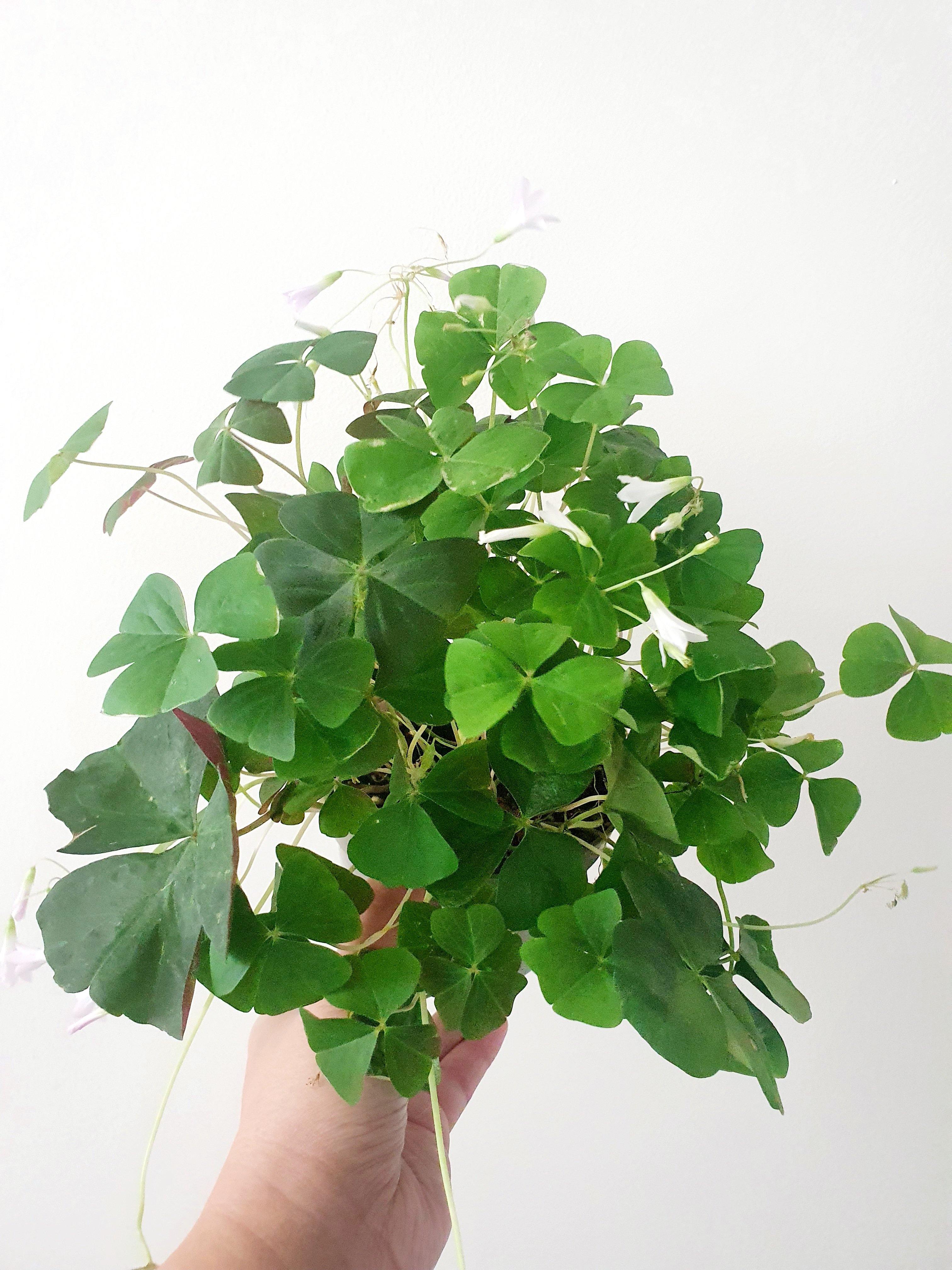 Green Oxalis Plant Studio LLC