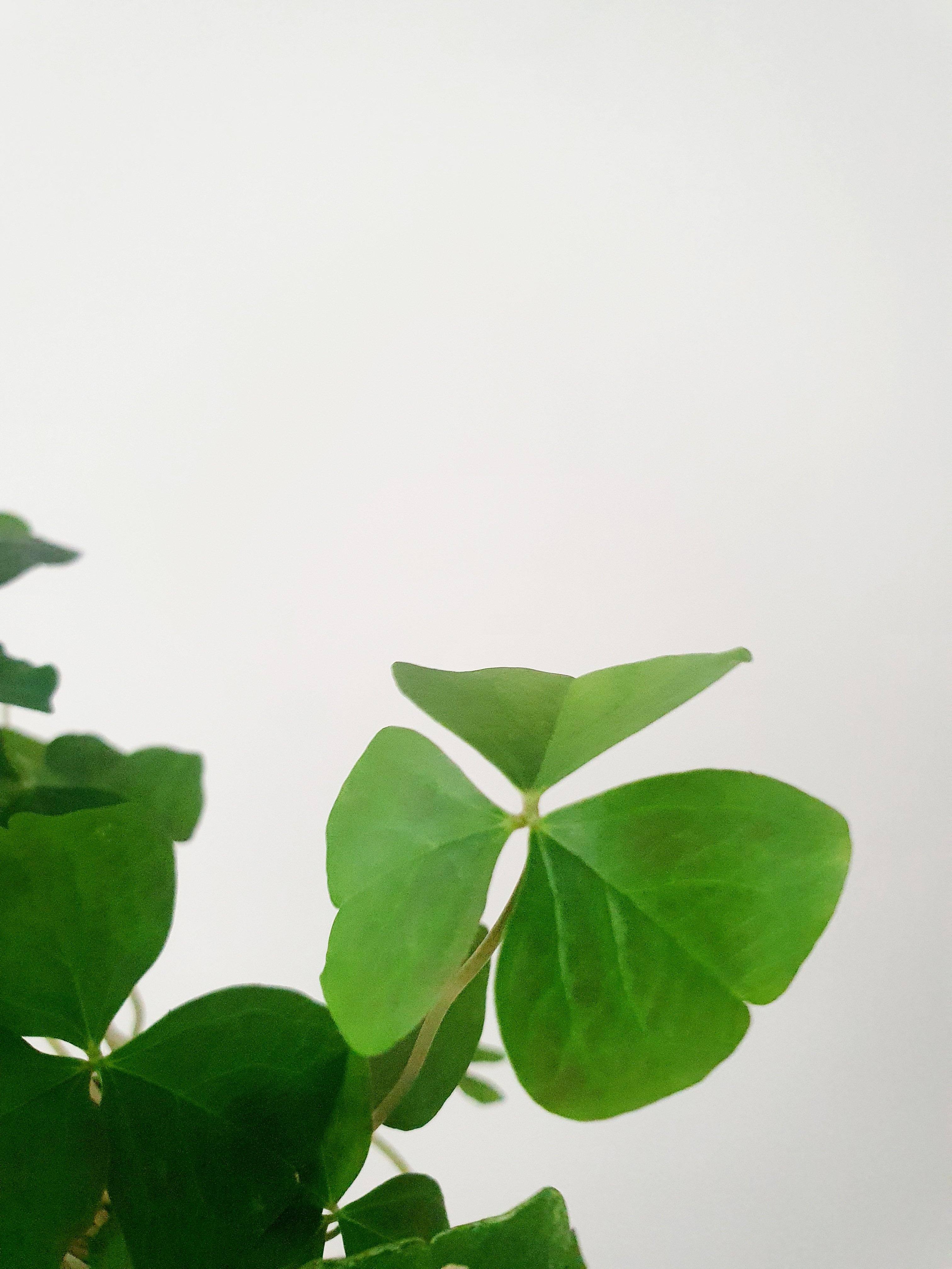 Green Oxalis Plant Studio LLC