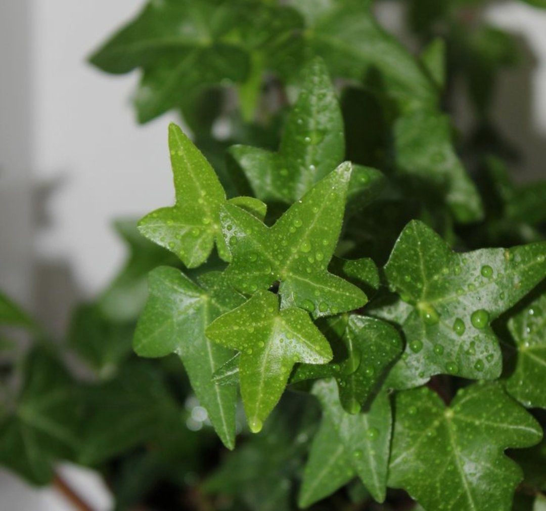 Hedera Helix 'English Ivy' Plant Studio LLC 