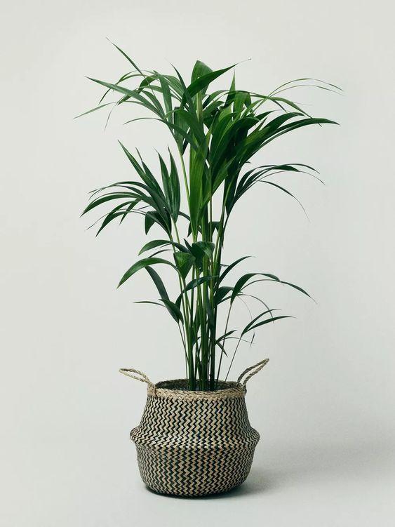 Howea Forsteriana 'Kentia Palm' New Arrivals Plant Studio LLC 150cm