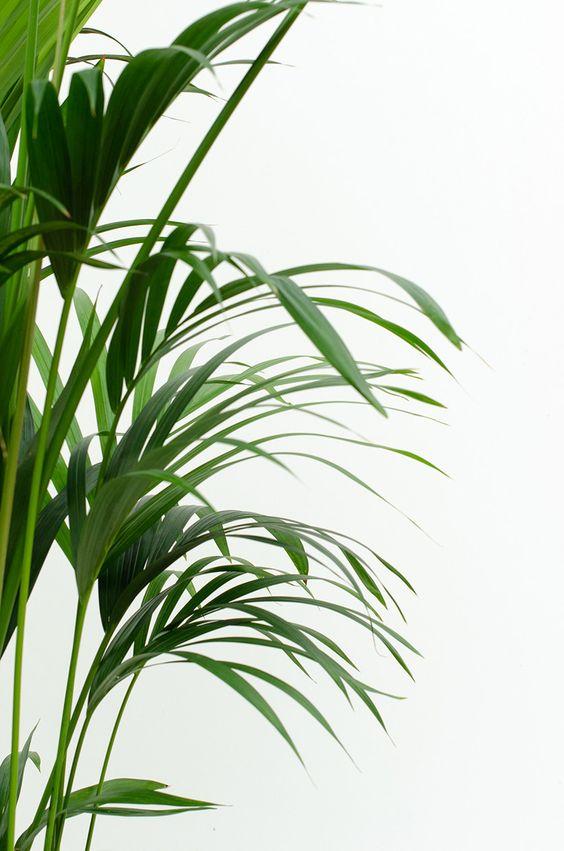 Howea Forsteriana 'Kentia Palm' New Arrivals Plant Studio LLC