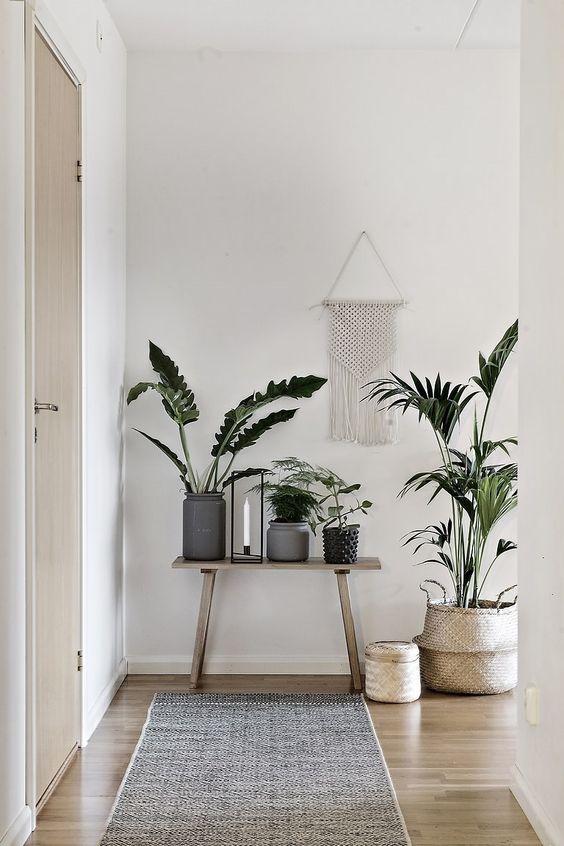 Howea Forsteriana 'Kentia Palm' New Arrivals Plant Studio LLC