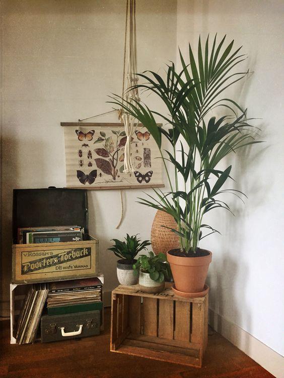 Howea Forsteriana 'Kentia Palm' New Arrivals Plant Studio LLC
