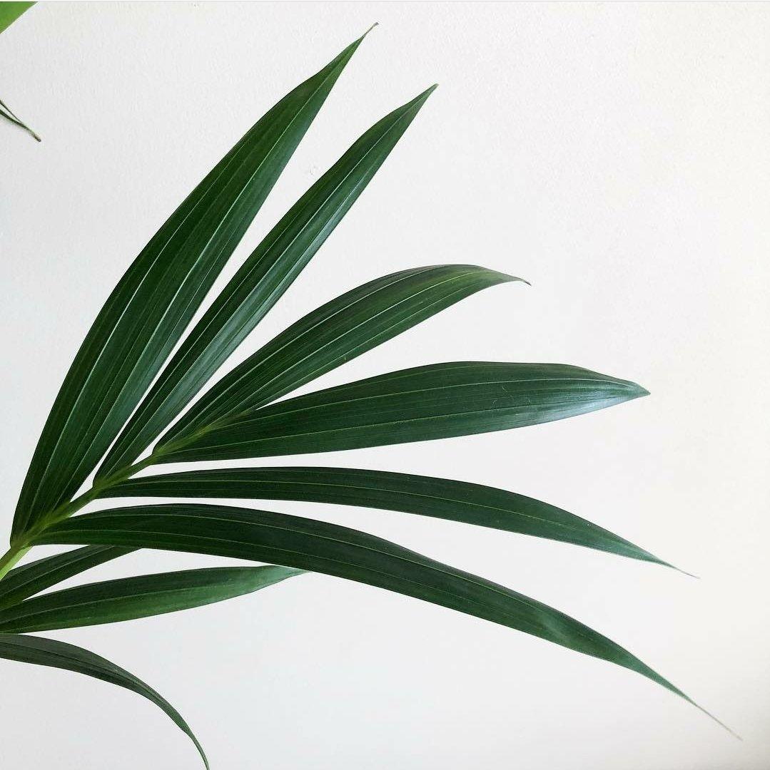 Howea Forsteriana 'Kentia Palm' New Arrivals Plant Studio LLC