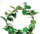 Hoya Australis Plant Studio LLC