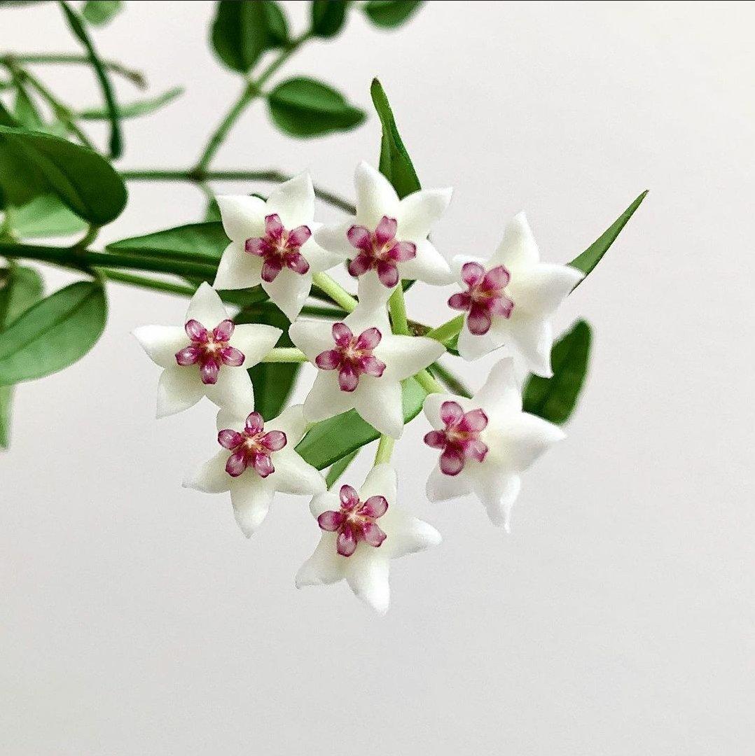 Hoya Bella Plant Studio LLC