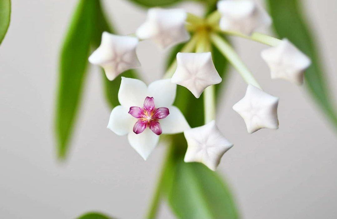 Hoya Bella Plant Studio LLC