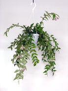 Hoya Bella Plant Studio LLC