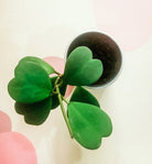 Hoya Kerrii 'Sweetheart Plant' Plant Studio LLC