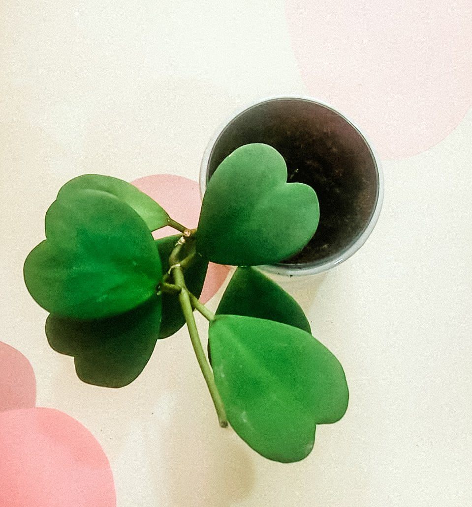 Hoya Kerrii 'Sweetheart Plant' Plant Studio LLC