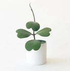 Hoya Kerrii 'Sweetheart Plant' Plant Studio LLC