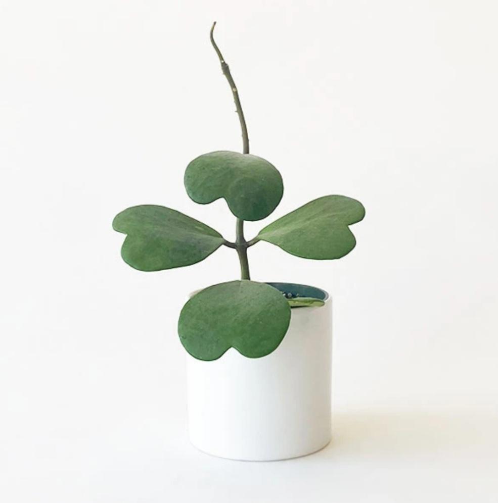 Hoya Kerrii 'Sweetheart Plant' Plant Studio LLC
