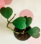 Hoya Kerrii 'Sweetheart Plant' Plant Studio LLC